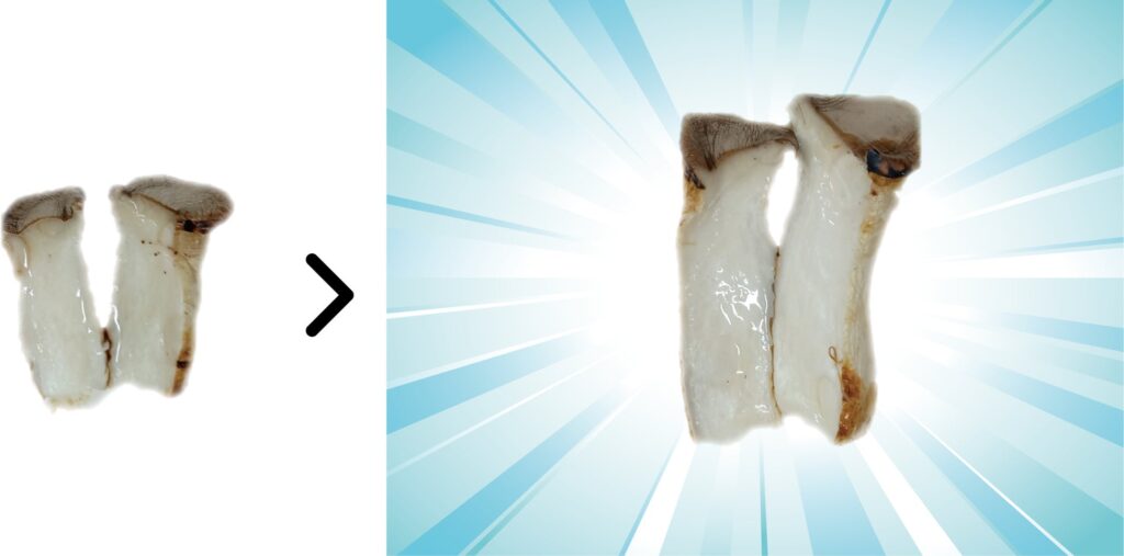 エリンギなどの野菜も、収縮が大幅に抑えられ、みずみずしい焼き野菜が出来上がります。